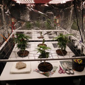 HI Day 53 veg (2).JPG