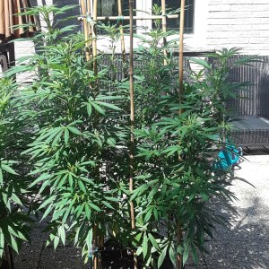 Space Grow 22 July 2022 Ebony.jpg