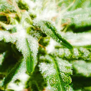 trichome_fantasy1.jpg