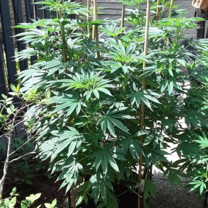 Space Grow 23 July 2022 Donatra.jpg