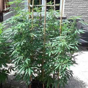 Space Grow 23 July 2022 Ebony.jpg