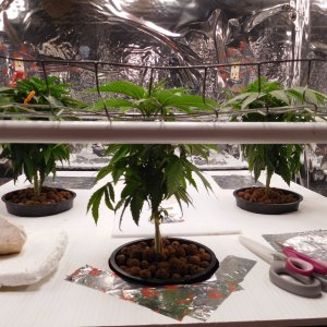 HI Day 55 veg (3).JPG