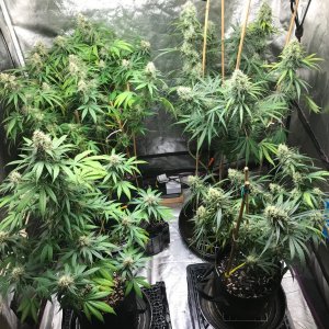 Clones 7-24-22 F45.jpg