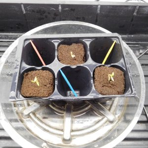 Panama sprouted 3 days (1).JPG