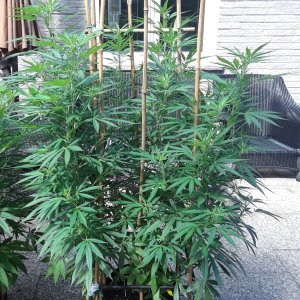 Space Grow 25 July 2022 Ebony.jpg