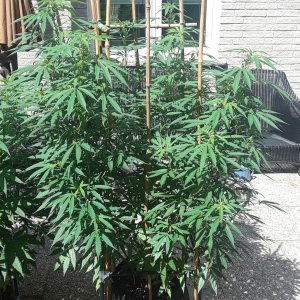 Space Grow 26 July 2022 Ebony.jpg