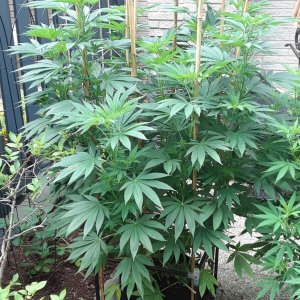 Space Grow 27 July 2022 Donatra.jpg