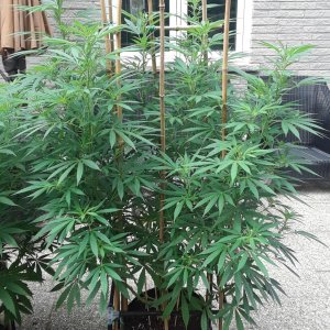 Space Grow 27 July 2022 Ebony.jpg