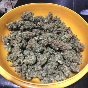 RQ dry buds 7-26-22.jpg