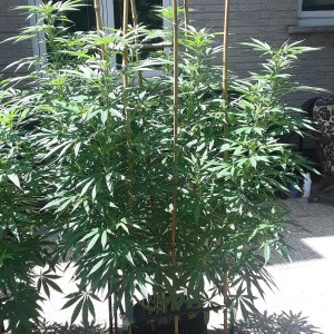 Space Grow 29 July 2022 Ebony.jpg