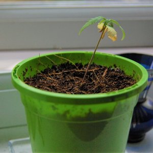 dud-Nepali-seedling-weak-roots.JPG