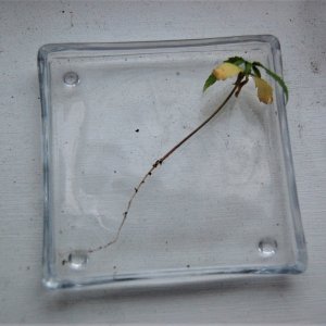 duff-seedling-roots.JPG