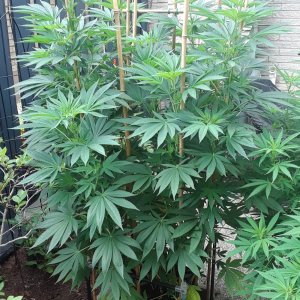 Space Grow 30 July 2022 Donatra.jpg