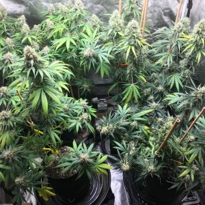 CLone tent 7-30-22 F50.jpg