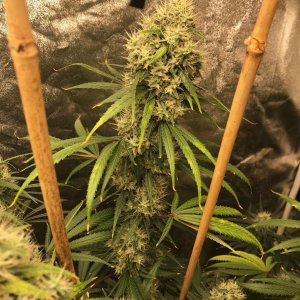 Kera clone bud 7-30-22 F50.jpg