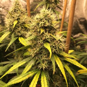 Kera clone bud II 7-30-22 F50.jpg