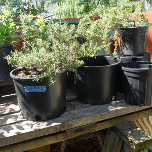 nursery-pots.jpg