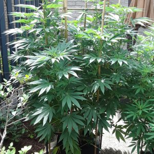 Space Grow 31 July 2022 Donatra.jpg