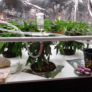 HI Day 63 veg (3).JPG