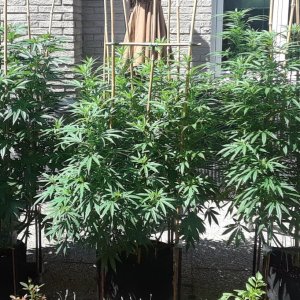 Space Grow 02 July 2022 .jpg