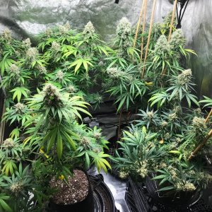 Clones 8-3-22 F54.jpg