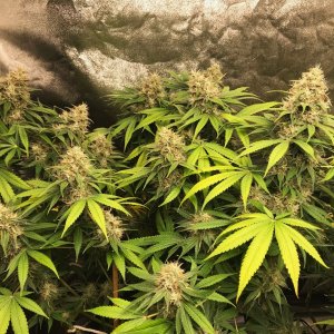 trained BlkCherry clone 8-3-22 F54.jpg