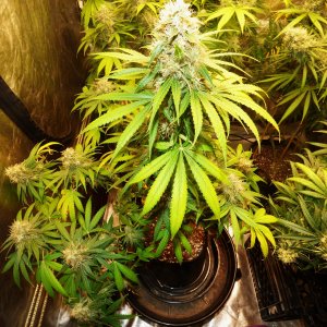 u Blk Cherry clone 8-3-22 F54.JPG