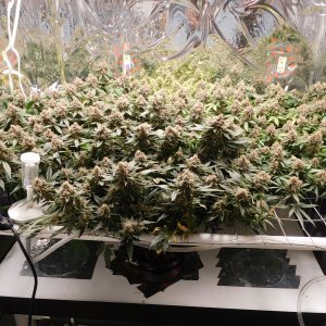 Vanilla Kush Day 70 flower Harvest Day (1).JPG