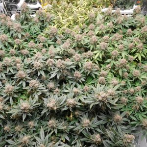 Vanilla Kush Day 70 flower Harvest Day (2).JPG