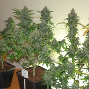 buds-coco-marshydro-420magazine.JPG