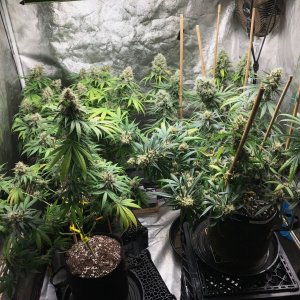 Clones 8-4-22 F55.jpg