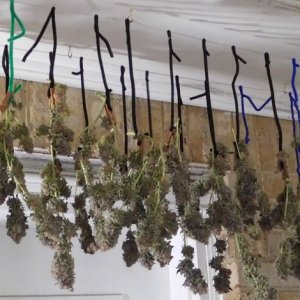 Vanilla Kush Harvest drying day 2 (5).JPG