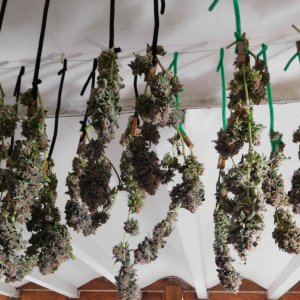 Vanilla Kush Harvest drying day 2 (4).JPG