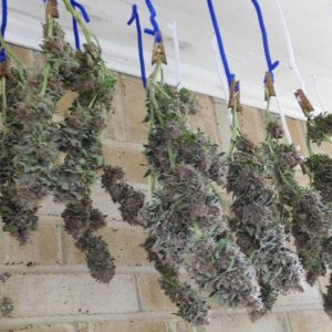 Vanilla Kush Harvest drying day 2 (6).JPG