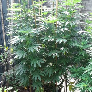 Space Grow 04 July 2022 Donatra.jpg