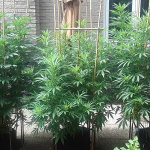 Space Grow 05 July 2022.jpg