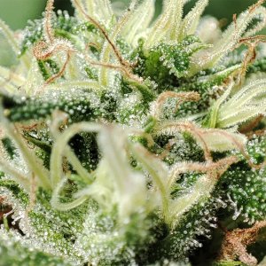 blue_dream_flower_closeup1.jpg