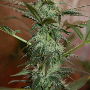 chunky-skunk-grow-diary-420.JPG