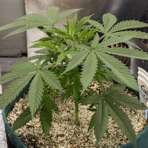 Day 31 Green Crack 8 Aug.jpg