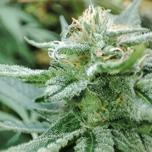 blue_dream_bud_closeup1.jpg