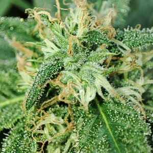 blue_dream_bud_closeup2.jpg