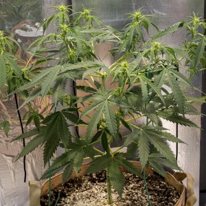 Day 35 Amnesia Auto 12 Aug.jpg