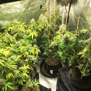 Clone tent 8-13-22 F64.jpg