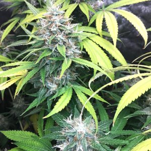 T Blk Cherry cola 8-13-22 F64.jpg