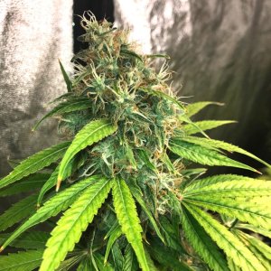 u Blk cherry cola 8-13-22 F64.jpg