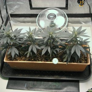 R & R grow, Sunset Kush & Pure Power Plant