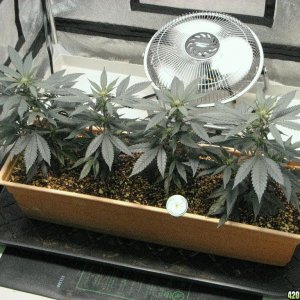 R & R grow, Sunset Kush & Pure Power Plant