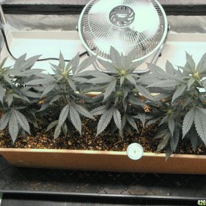 R & R grow, Sunset Kush & Pure Power Plant