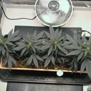 R & R grow, Sunset Kush & Pure Power Plant