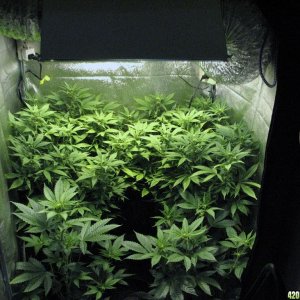 R & R grow, Sunset Kush & Pure Power Plant